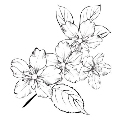 Sakura çiçeğinin ana hatları beyaz arka planda izole edilmiş. Beyaz kiraz çiçeği. Düğün romantik buketi.