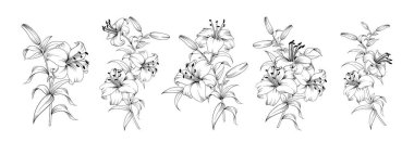 Beyaz arkaplanda zambak kümesi.