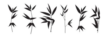 Beyaz arkaplanda farklı bambu dalları.