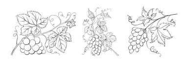 Beyaz arkaplanda farklı üzümler kümesi.