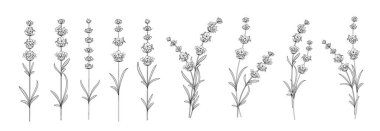 Beyaz arkaplanda farklı lavanta kümeleri.