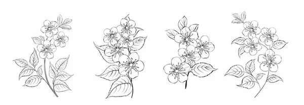 Set de diferentes sakura sobre fondo blanco. — Archivo Imágenes Vectoriales