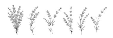 Beyaz arkaplanda farklı lavanta kümeleri.