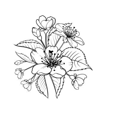 El çizimi elementler sakura çiçek koleksiyonu.