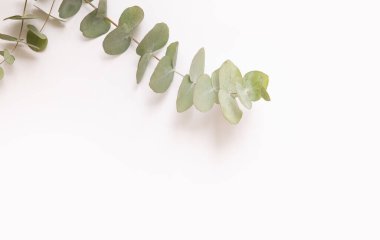 Okaliptüs yapraklı tropikal arkaplan.