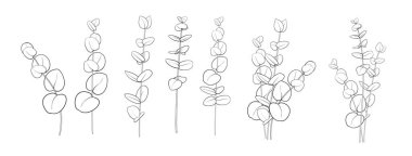 Beyaz arka planda farklı okaliptüs dalları. Saydam arkaplanı olan satır sanatı biçimi.