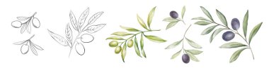 Beyaz arkaplanda farklı zeytin dalları var. Çizgi sanatı ve suluboya biçimi şeffaf arkaplan.