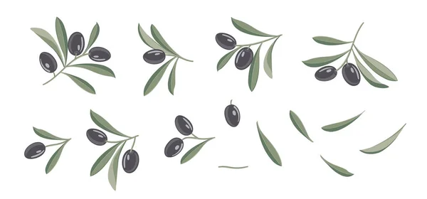 Serie di diversi rami di olive su sfondo bianco. Stile Line Art con sfondo trasparente. — Vettoriale Stock