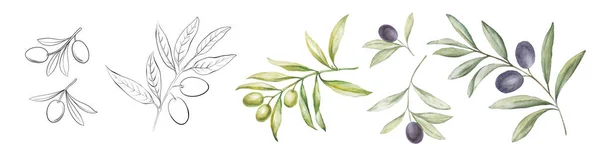 Serie di diversi rami di olive su sfondo bianco. Linea arte e acquerello con sfondo trasparente. — Vettoriale Stock