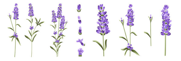 Набор различных ветвей лаванды на белом фоне.