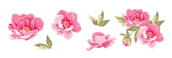 Ensemble de pivoines différentes sur fond blanc. — Image vectorielle