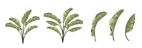 Set di diverse foglie di banana su sfondo bianco. — Vettoriale Stock