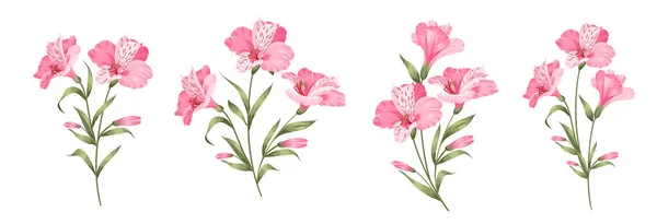 Ensemble de différentes fleurs alstroemeria sur fond blanc. — Image vectorielle