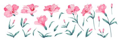 Beyaz arkaplanda farklı alstromerya çiçekleri.