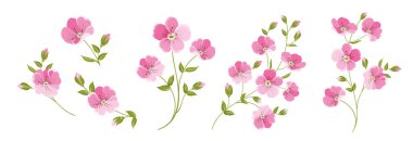 Beyaz arkaplanda farklı keten çiçekler..