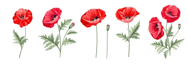 Set of differents poppy flowers on white background. — Stock Vector