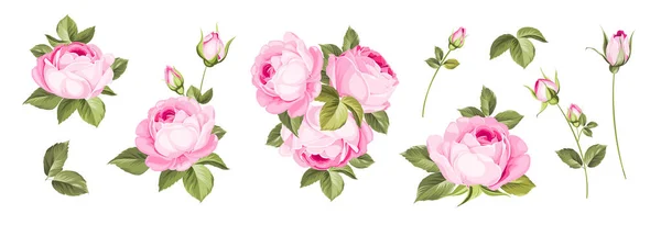 Conjunto de rosas diferentes sobre fondo blanco. — Vector de stock