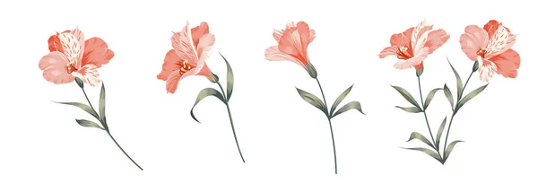 Σύνολο από διαφορετικά λουλούδια alstroemeria σε λευκό φόντο. — Διανυσματικό Αρχείο
