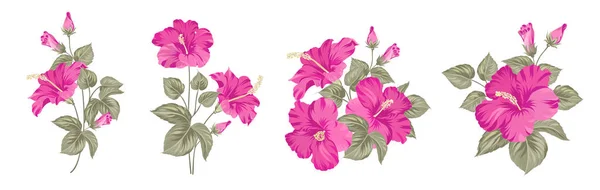 Conjunto de diferentes hibiscos sobre fondo blanco. — Archivo Imágenes Vectoriales