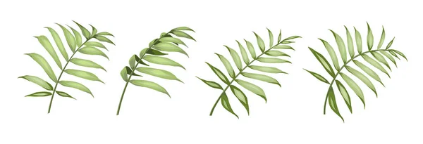 Set di diverse foglie di palma su sfondo bianco. — Vettoriale Stock