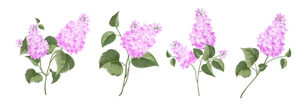 Conjunto de diferentes lilás sobre fundo branco. — Vetor de Stock