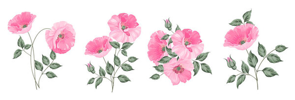 Set of differents peonies on white background.