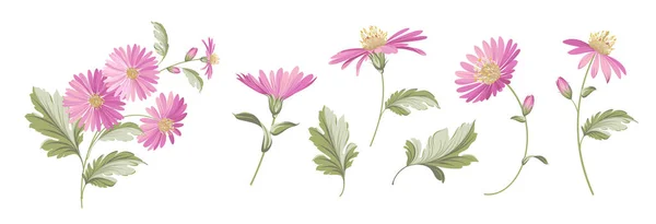 Sada různých chryzantémy květiny na bílém pozadí. — Stockový vektor