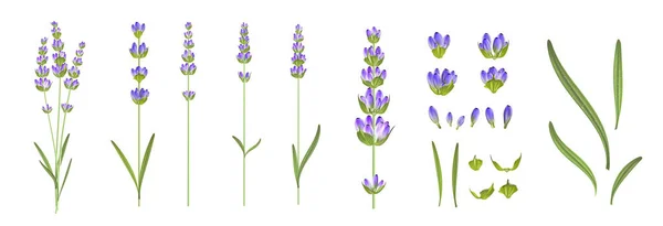 Set verschiedener Lavendelzweige auf weißem Hintergrund. — Stockvektor