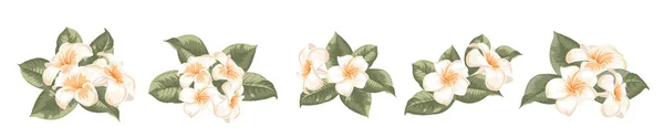 Sada různých plumeria květiny na bílém pozadí. — Stockový vektor