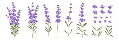 Set of differents lavender branches on white background. clipart