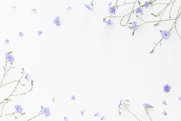 Flores de linho florescendo em um fundo branco. — Fotografia de Stock