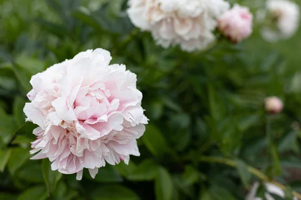 Frische Pfingstrosen im Garten. — Stockfoto