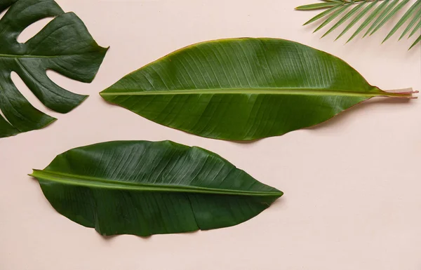 Bovenaanzicht tropische bladeren op levendige achtergrond. Zomer platte lay samenstelling. — Stockfoto