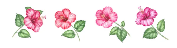 Éléments aquarelles d'hibiscus en floraison. Ensemble tropical fleurs de jardin. Collection illustration botanique feuilles, fleurs et branches. — Photo