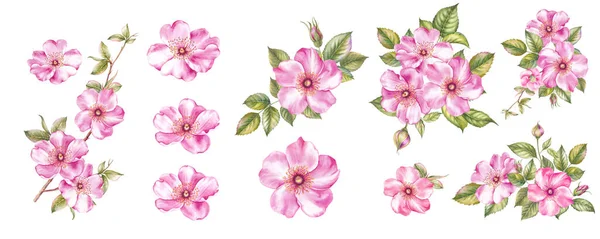 Υδατογραφία στοιχεία των ανθισμένων sakura. Σετ λουλουδιών κήπου. Συλλογή βοτανική εικονογράφηση φύλλα, λουλούδι και κλαδιά. — Φωτογραφία Αρχείου