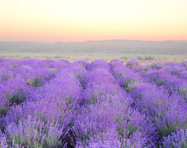 Vacker bild av lavendel — Stockfoto