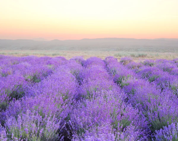 Hermosa imagen de lavanda — Foto de Stock