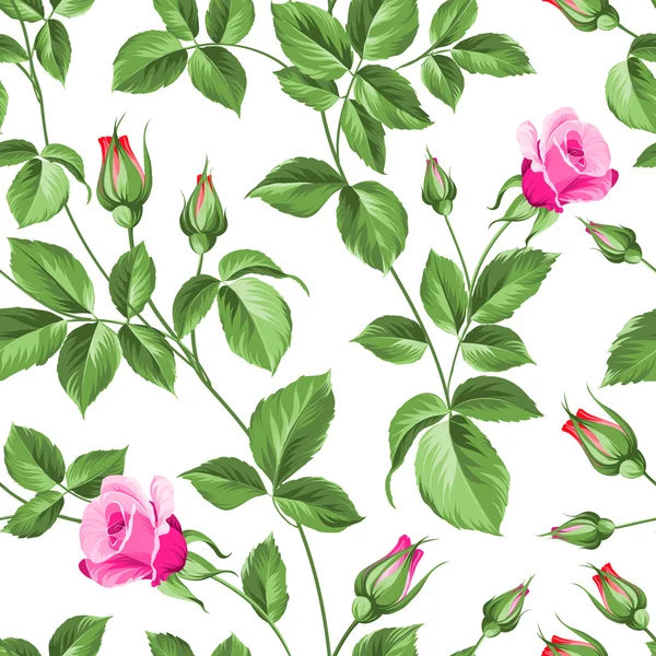 Modèle de roses . — Image vectorielle