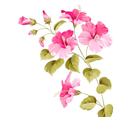 hibiscus çiçek