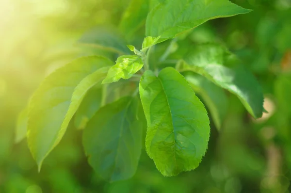Folhas de chá verde. — Fotografia de Stock