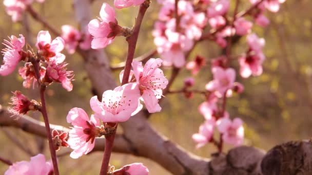 봄의 꽃들의 배경. — 비디오
