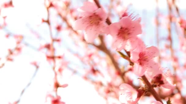 Blooming trees. — Stock Video