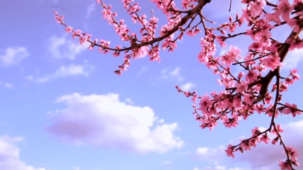 Blommande träd. — Stockvideo
