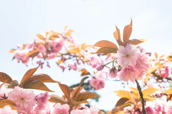 Kirschblüte. — Stockfoto