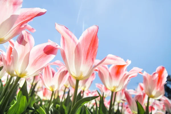 Paesaggio naturale. — Foto Stock