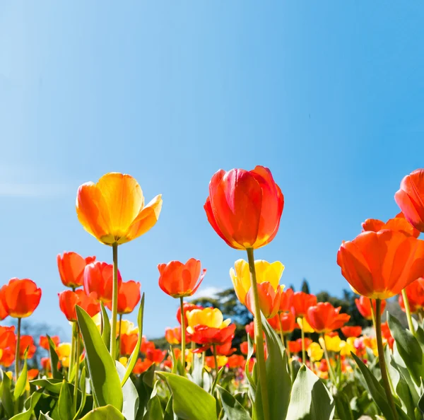 Tulpen met blauwe hemel — Stockfoto