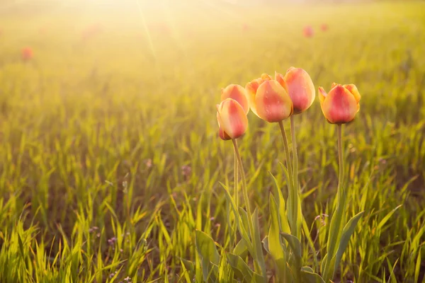 Solnedgång blommor — Stockfoto