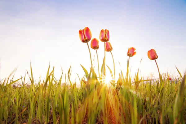 Solnedgång blommor — Stockfoto