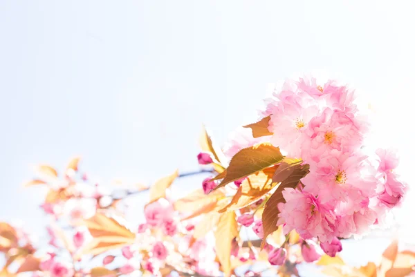 Kirschblüte. — Stockfoto