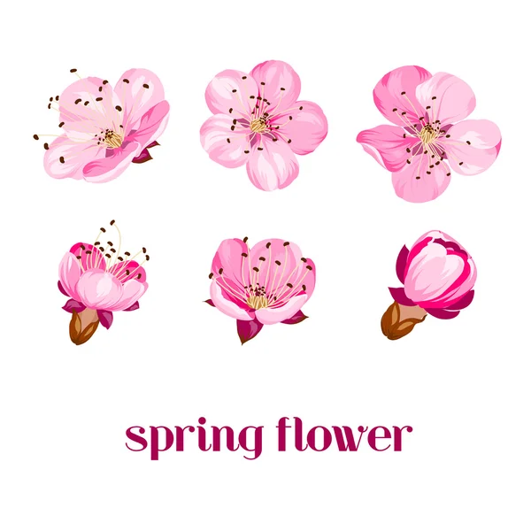 Sakura bloemen. — Stockvector